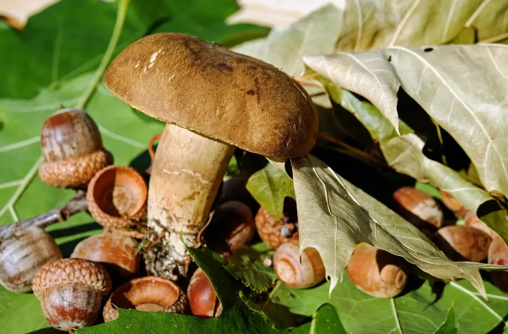 Winter Immunity-Boosting Vegetarian Recipes